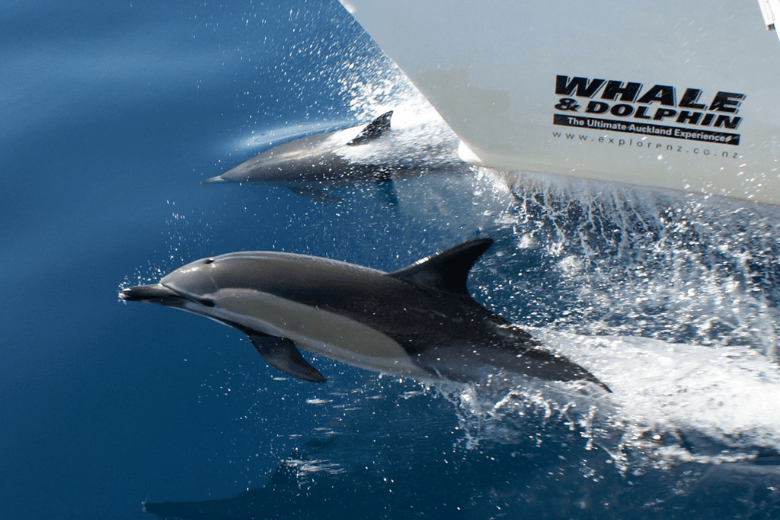 Things To Do Auckland Whale & Dolphin Safari